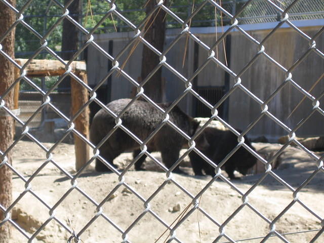 Grizzly bears at the Moonridge Zoo