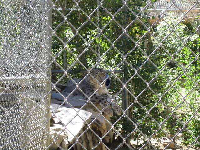 Beautiful Snow Leopard