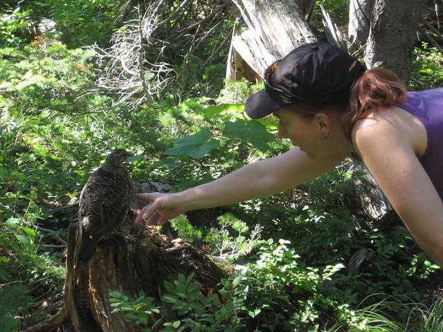 The ptarmigan let me touch him.