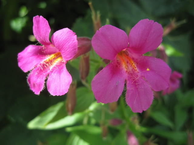 Monkey Flower