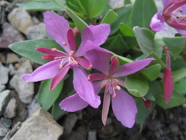 Alpine Fireweed