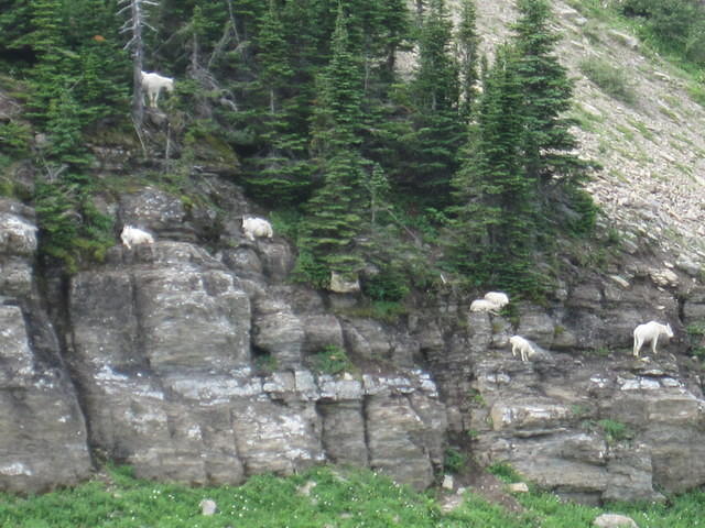 Mountain Goats at Logan's Pass