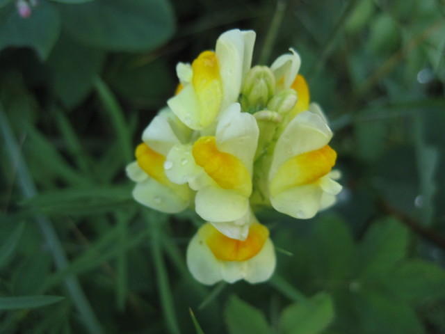 Eggs and Butter Flower (yes, that is what it is called).