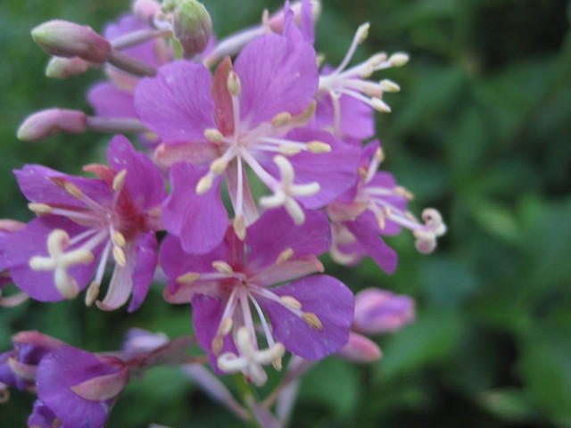 Fireweed