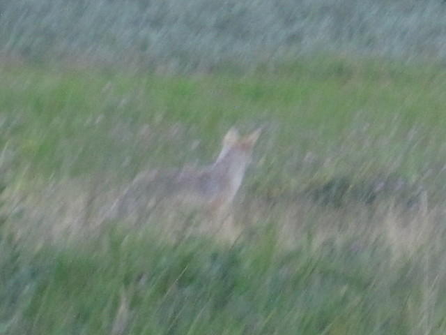 Coyote running through the fields near St. Mary Campground.