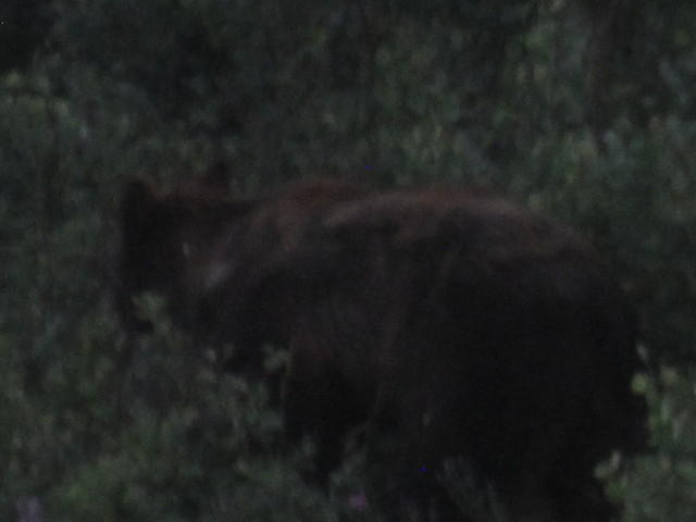 Young grizzly along side the road.