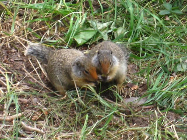 Columbian Ground Squirrels