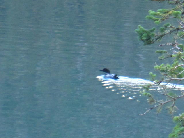 A Loon - Love their calls echoing across the lake.