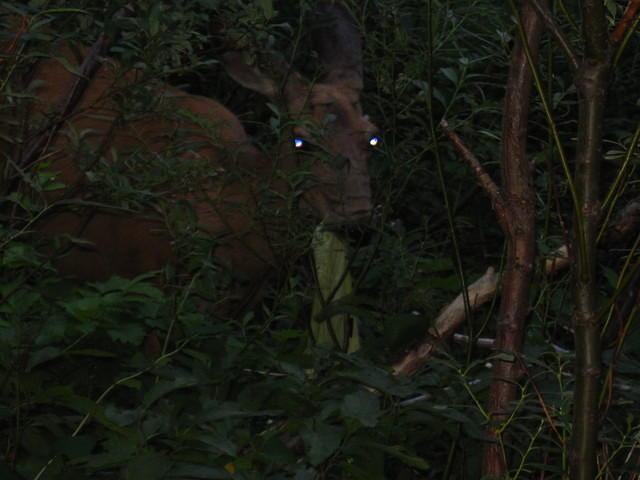 A clothes stealing deer at Glenns Lake.  He stole this green shirt and ran off with it.