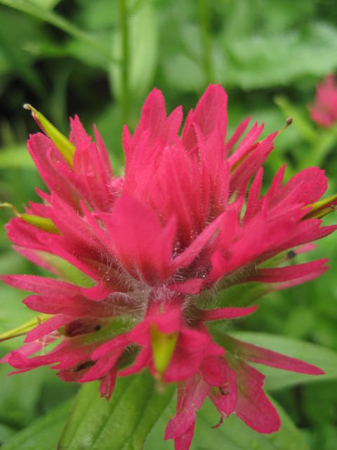 Indian Paintbrush