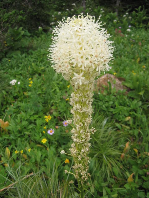 Bear Grass