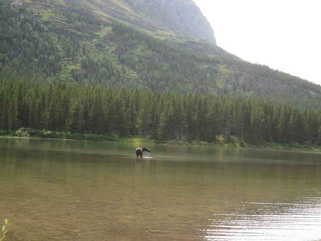 A Moose in Fishercap Lake