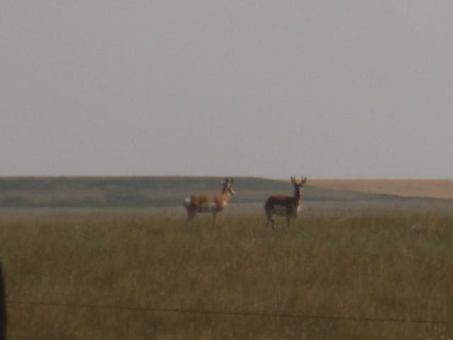 Pronghorn Antelope