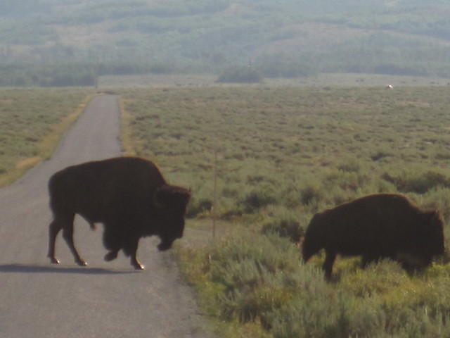 Bison in the Grand Tetons