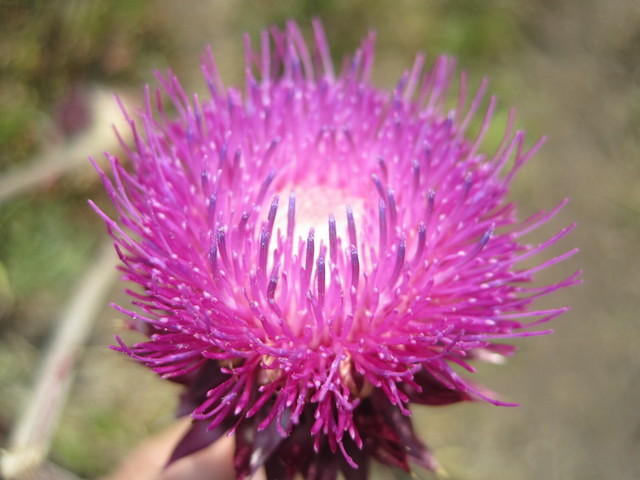 Thistle