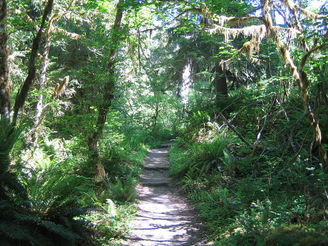 Sitka Spruce in the Hoh Rainforest