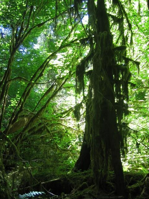 Moss and Lichen in the trees