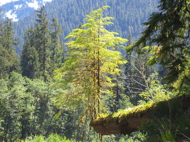 Trees grow everywhere even over cliffs