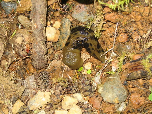 Banana Slug - we saw lots!