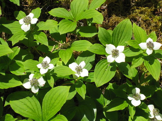 Bunchberry