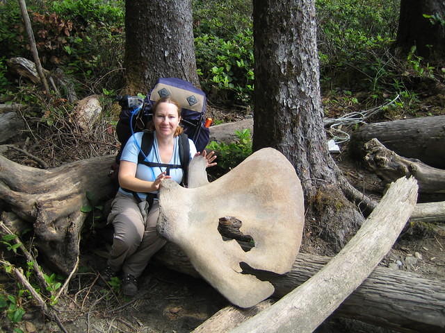 Whale shoulder bone