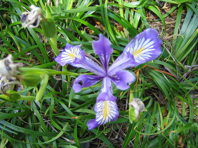 Wild Iris