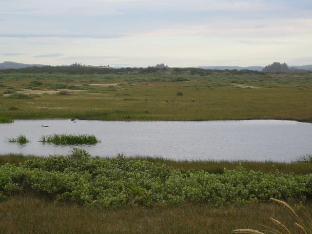 Canada Geese, beavers, muskrats, and mule deer