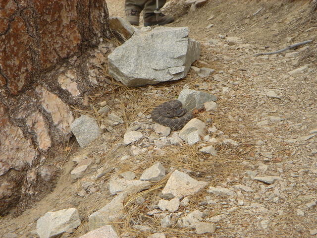 Rattlesnake on side of trail