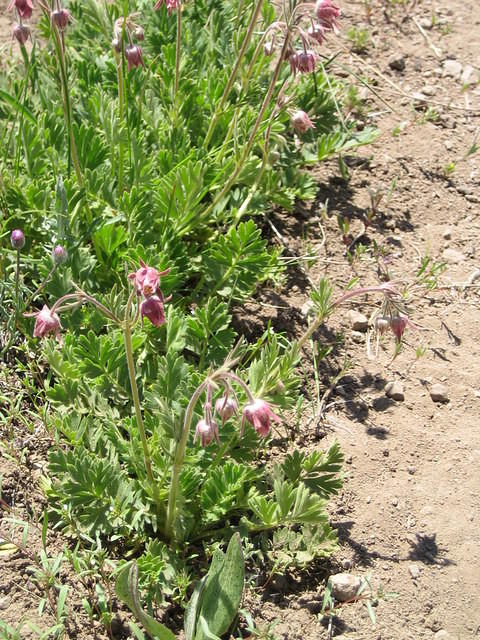 Bleeding hearts