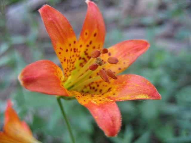 Little Leopard Lily