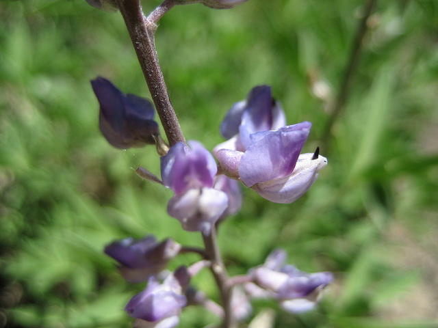 Lupine flower