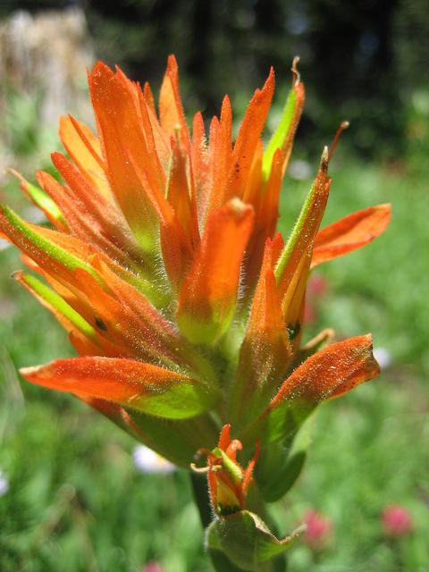 Paintbrush