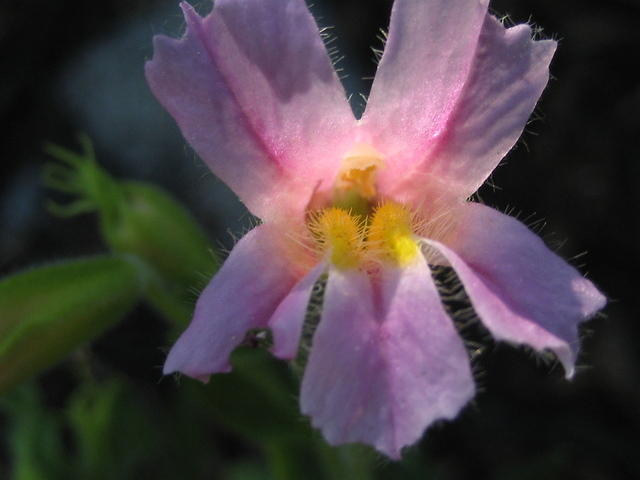 Monkey Flower