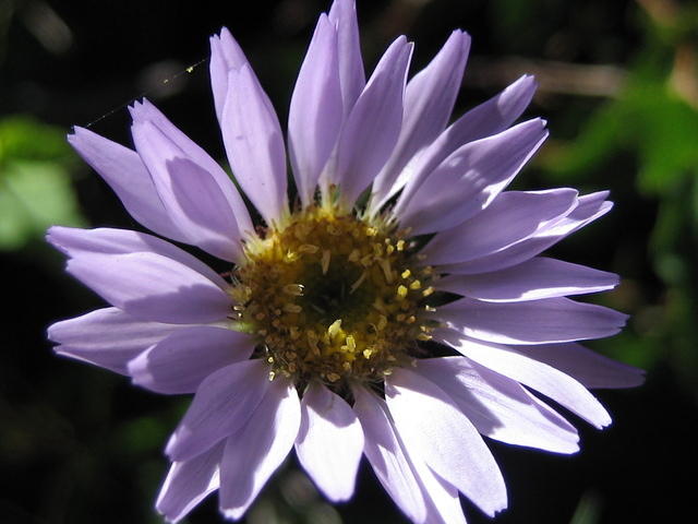 Aster