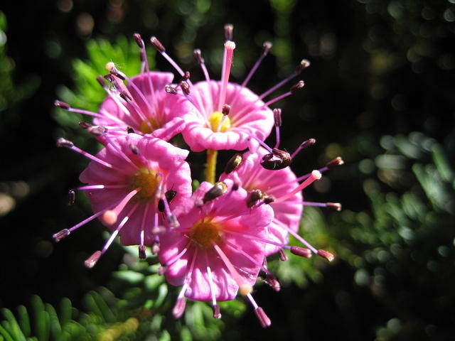 Red Heather flower