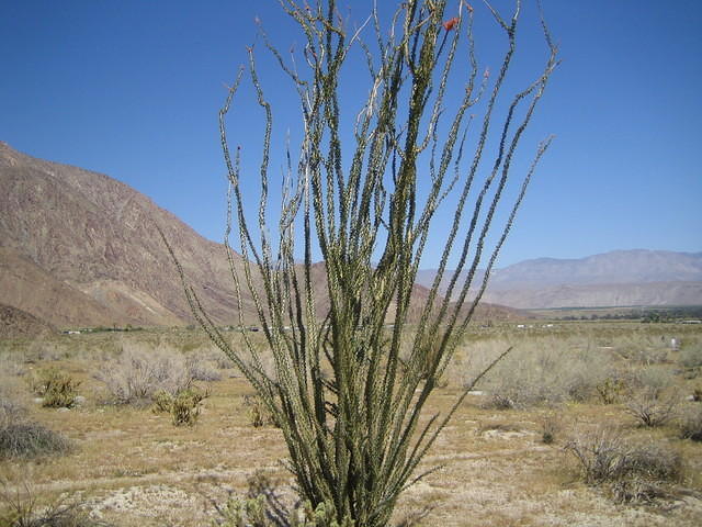 Ocotillo