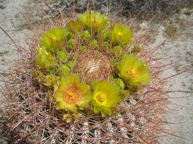 Barrel cactus