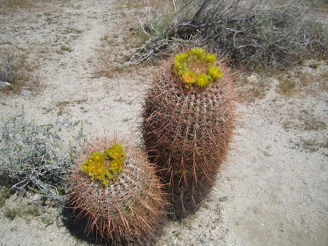 Barrel cactus