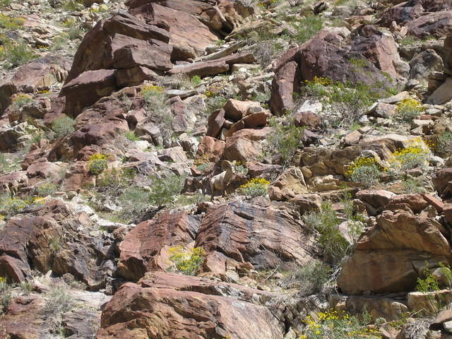 Bighorn sheep