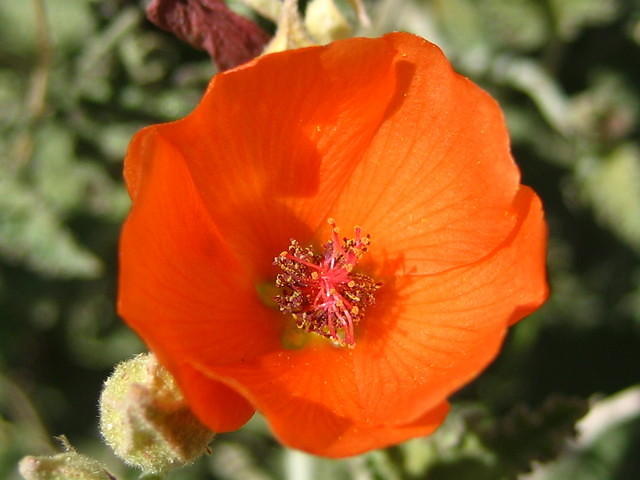 Apricot Mallow