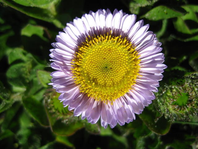 Seaside Daisy