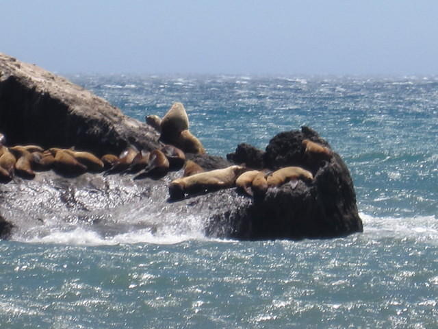 We watched the sea lions fight for the best sunning positions