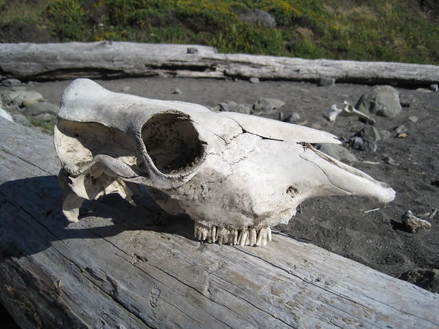 Elk skull