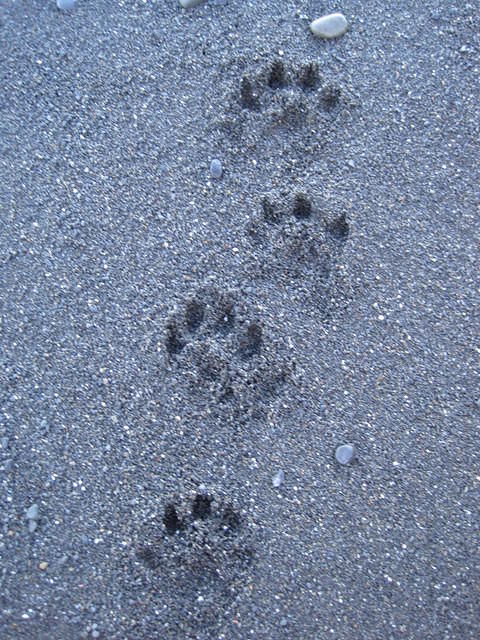 Otter prints