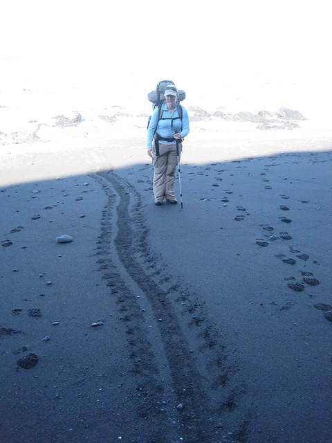 Seal tracks