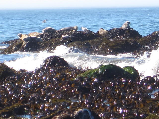 Harbor seals basking in sun