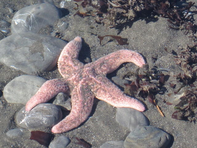 One of MANY starfish