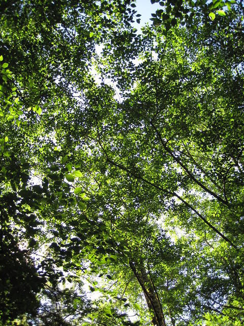 The trees were so beautiful from below