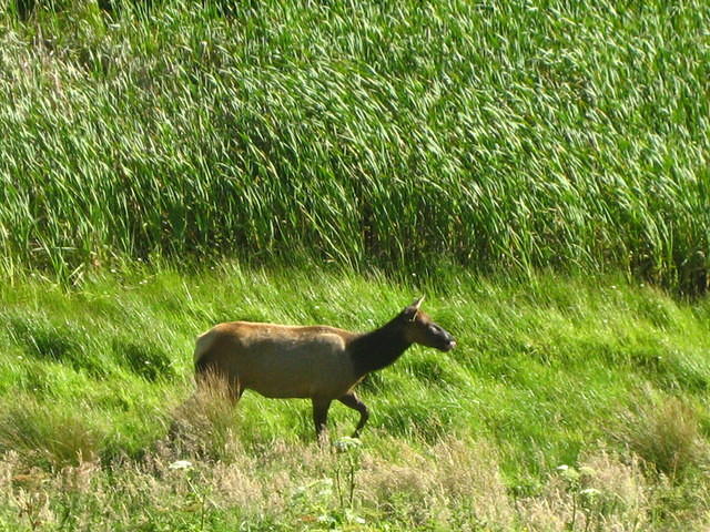 elk, elk, and more elk!