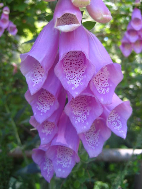 Foxglove